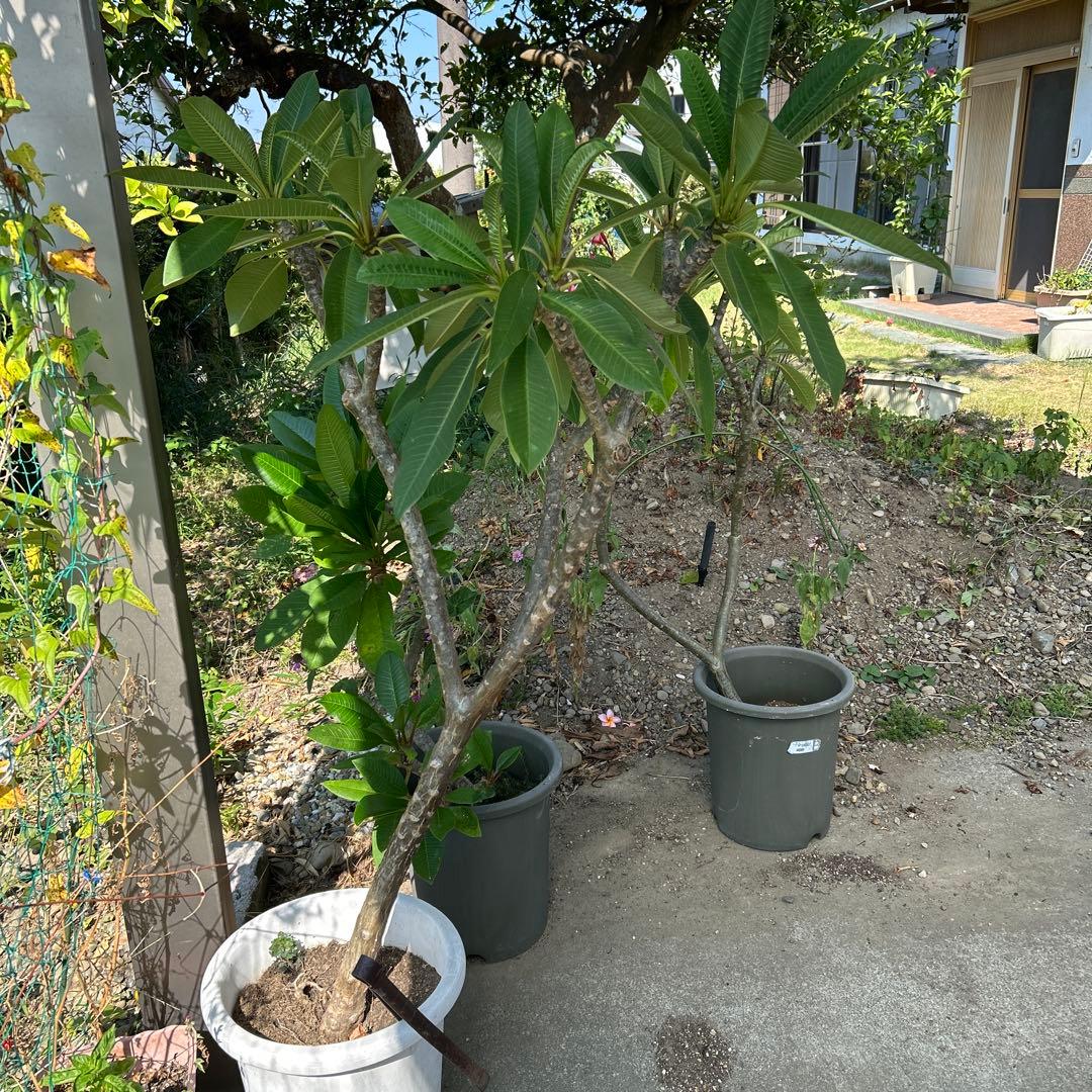 プルメリアの種子