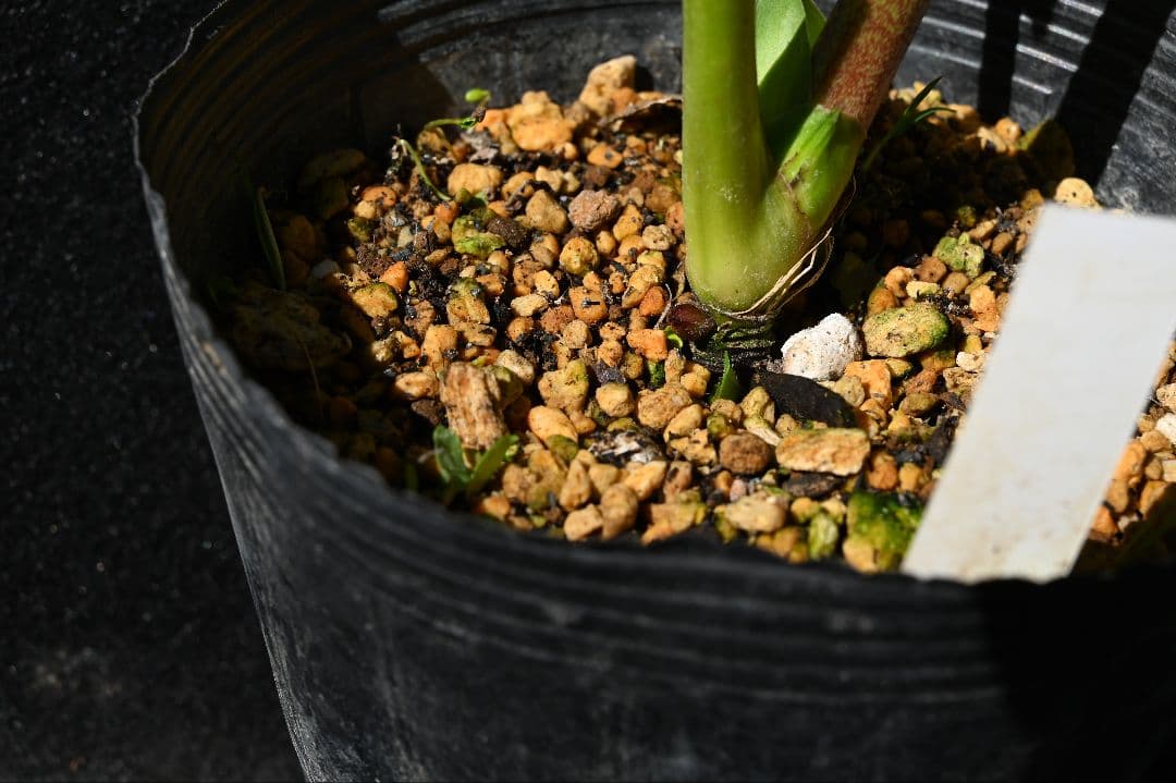 クリスマスローズ　多弁系丸弁ホワイト　加藤農園