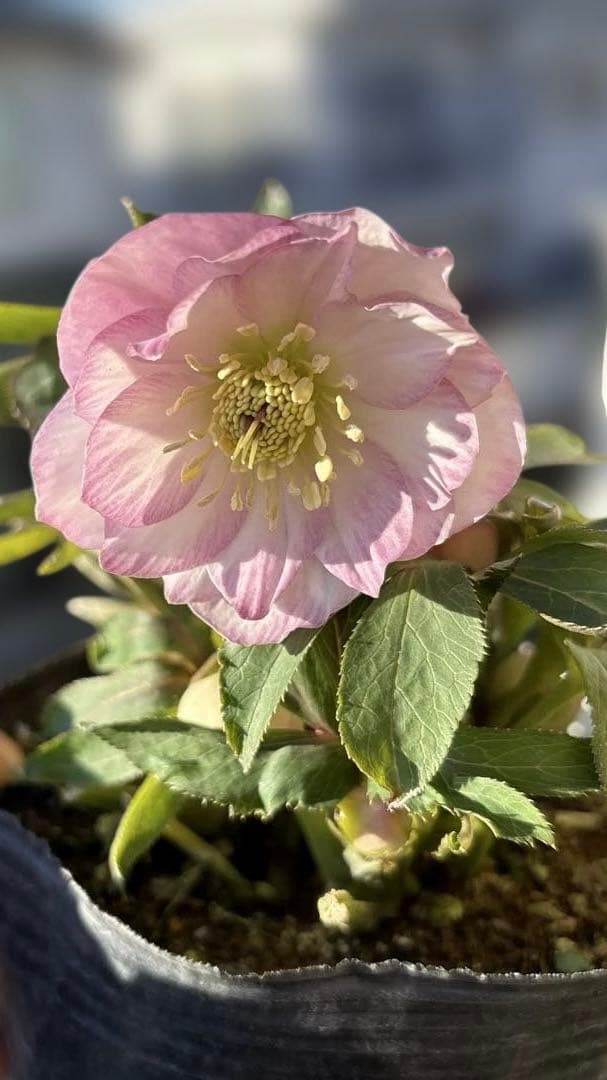 プルプラ交配　dd 大木ナーサリー　クリスマスローズ　タグ付き　現品　開花株