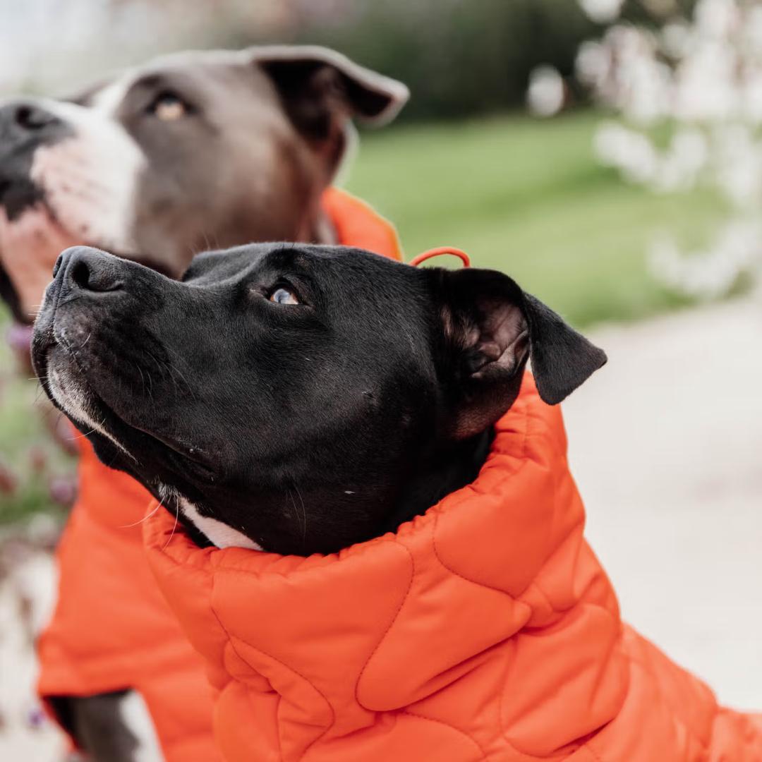 Kentucky Dogwear 未使用 コート ダウン 中綿入り