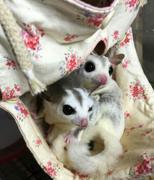 モモンガハウス(スイーツ柄Ver.6)ドット赤    春(夏)秋仕様 1850円