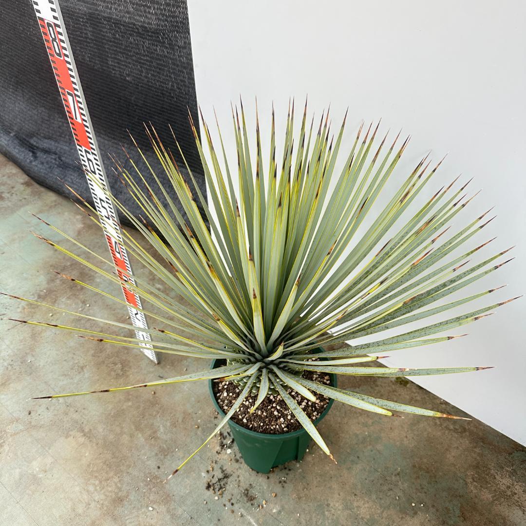 ユッカ　ロストラータ【24-644】超美形　シルバーブルー