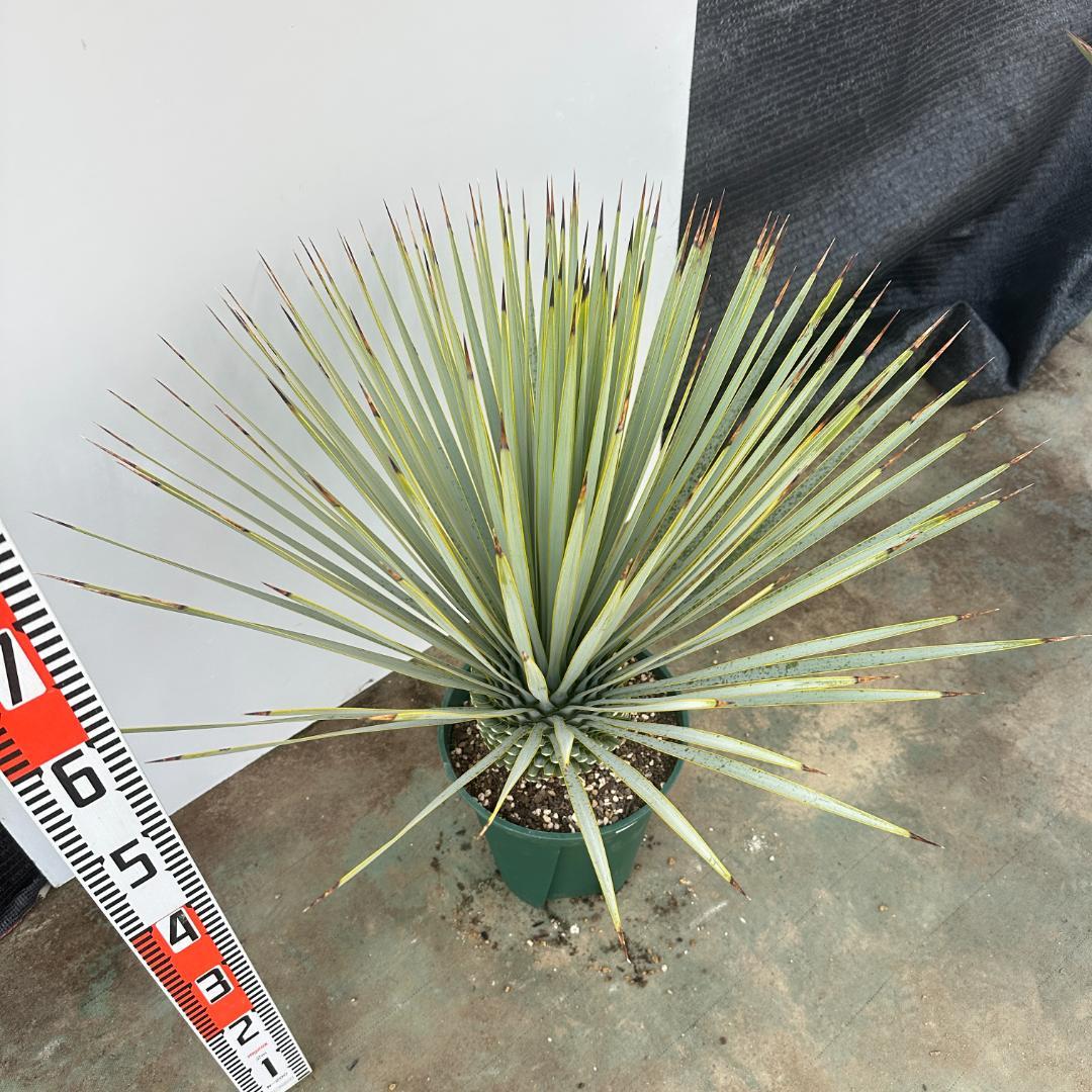 ユッカ　ロストラータ【24-644】超美形　シルバーブルー