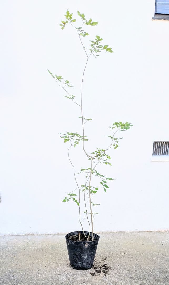 鉢植え。山採りアオダモ。