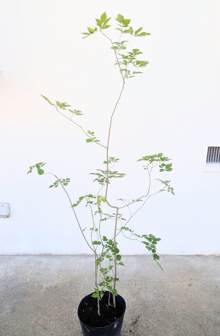 鉢植え。山採りアオダモ。