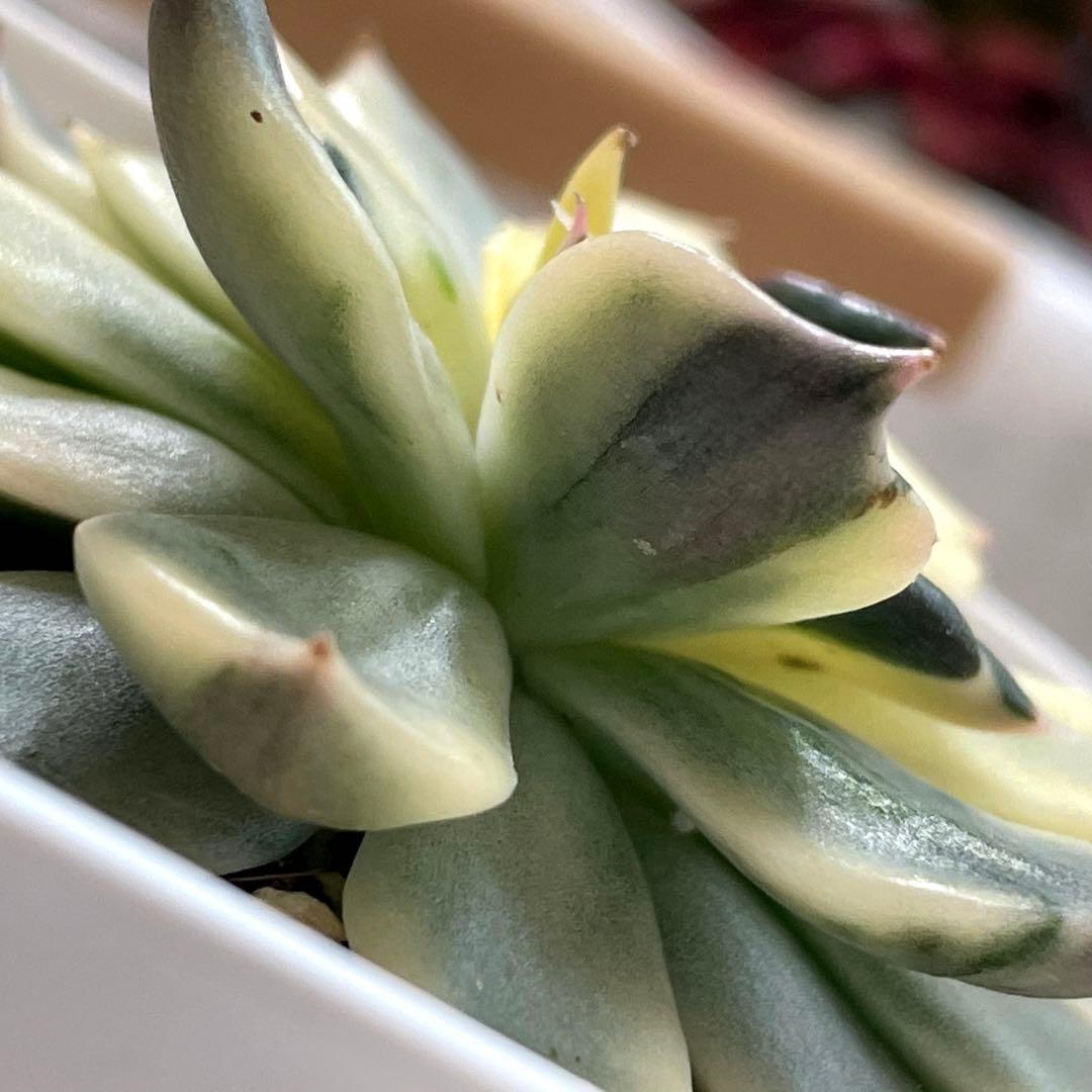 インドネシアから直輸入！　超希少種！　ゴールドプリンス錦　抜き苗　速達付