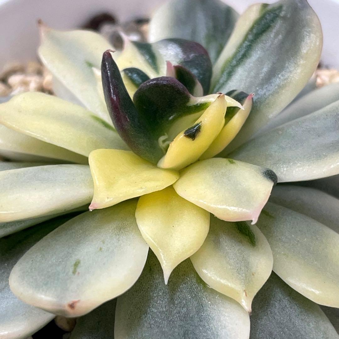 インドネシアから直輸入！　超希少種！　ゴールドプリンス錦　抜き苗　速達付