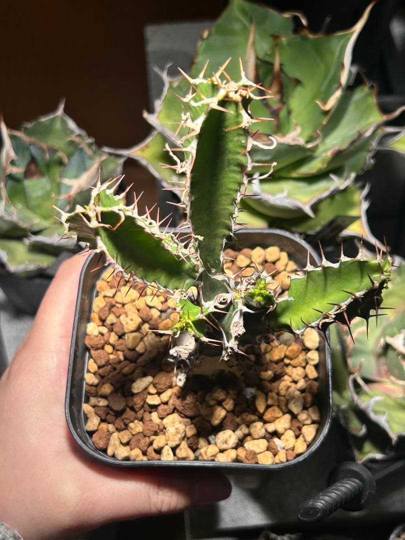 ユーフォルビア　ムランジーナ　B