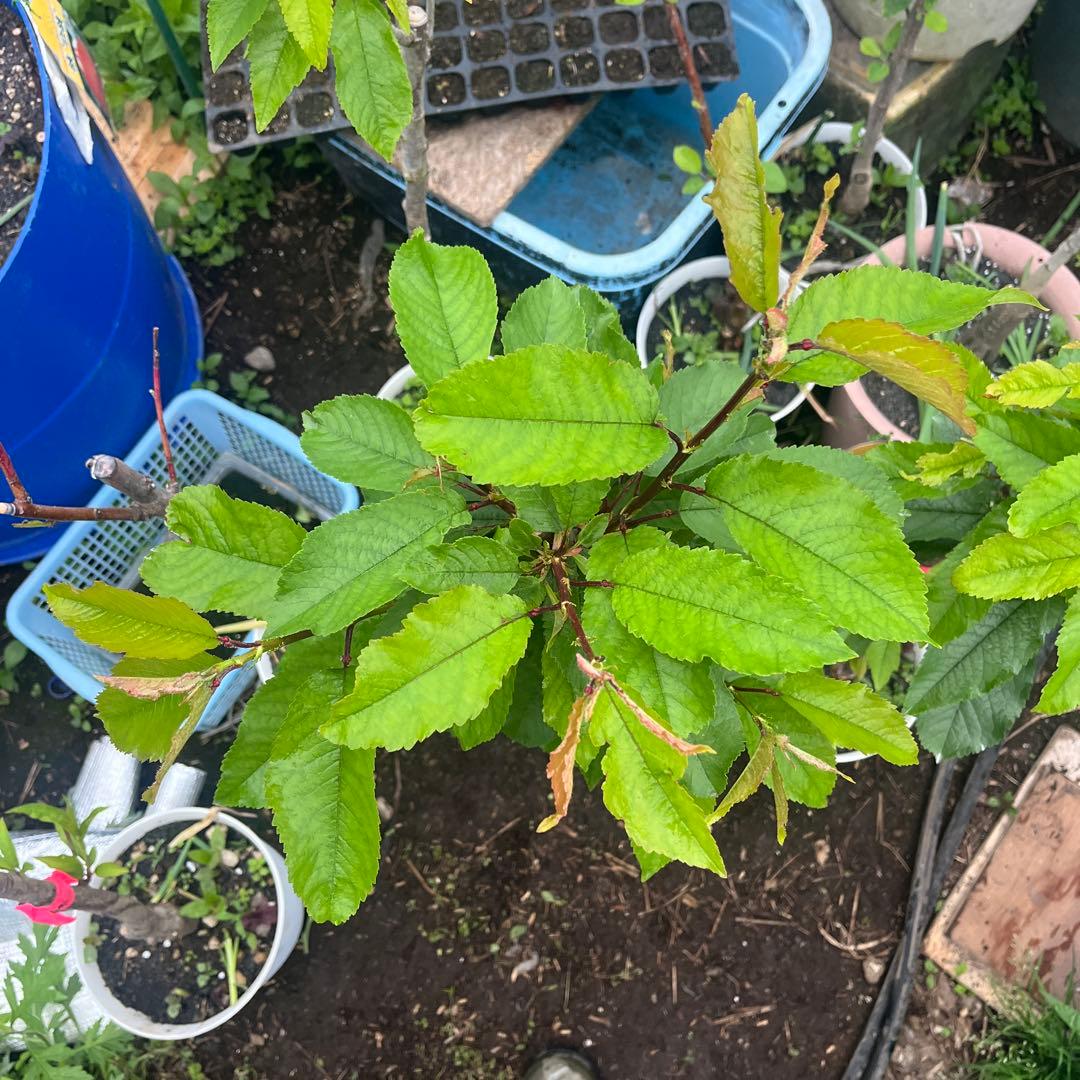 さくらんぼ　1.7メートル佐藤錦苗木　ナポレオン苗木　2本セット　三年