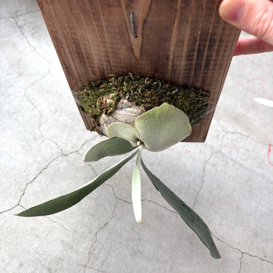 まあちゃんvp3 メテオシャワー