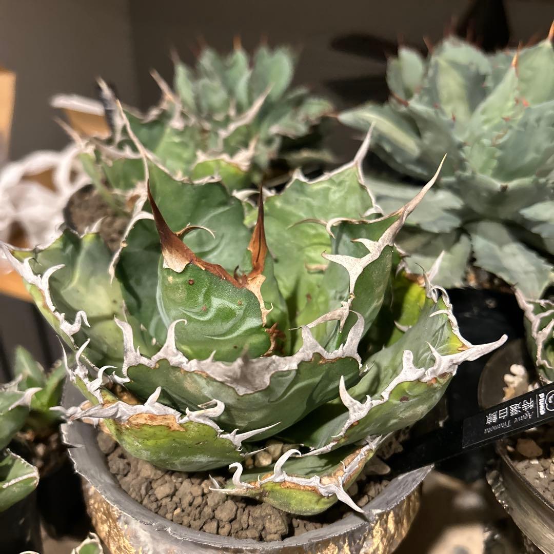 白鯨［大株］作家鉢付き　コレクション株　激長トップスパイン