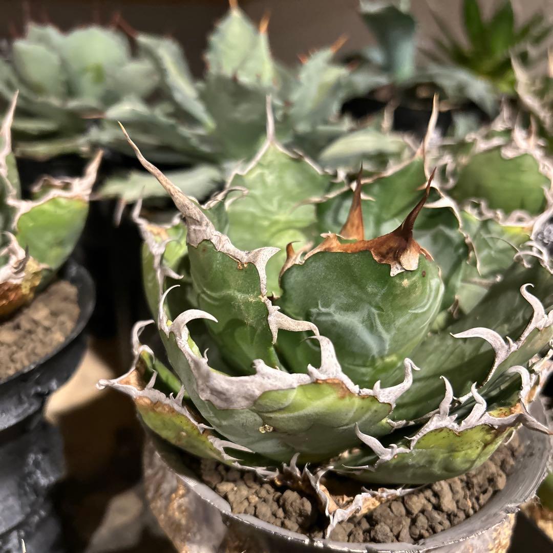 白鯨［大株］作家鉢付き　コレクション株　激長トップスパイン