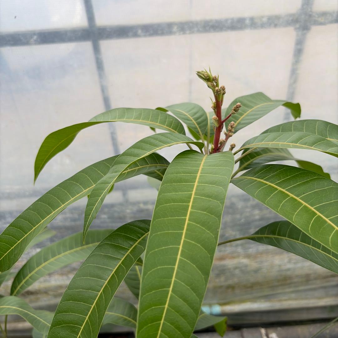 マンゴー苗　6号　大苗　品種　マハチャノック　玉文