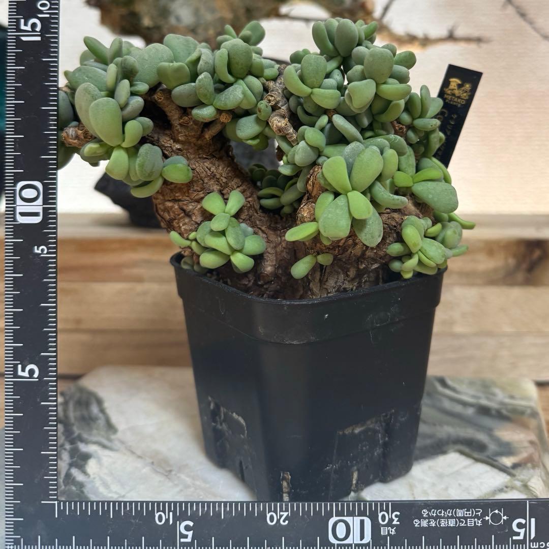 ケラリア ピグマエア 発根済み 現地球 良型大型 鉢ごと発送