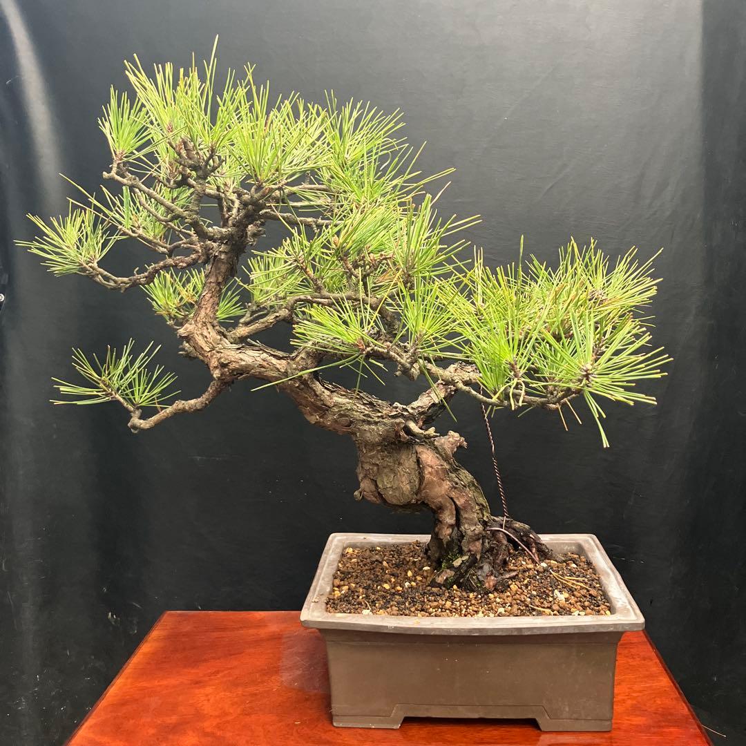黒松 盆栽