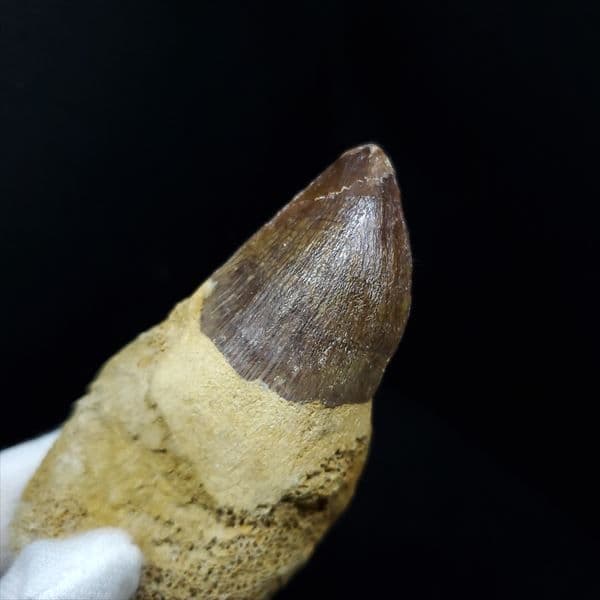 歯根付き モササウルス 化石 歯 本物 モロッコ産 77.26mm mos28