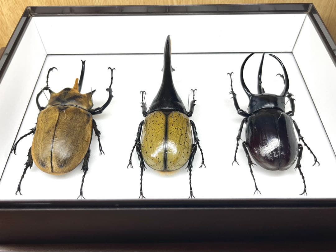 外国産カブト　3種　標本　ヘラクレス　エレファス　コーカサス