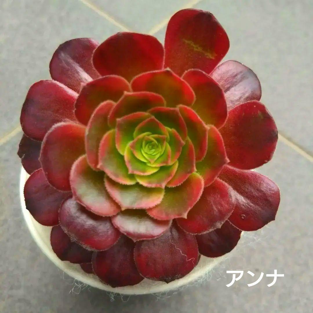 多肉植物アエオニウム
