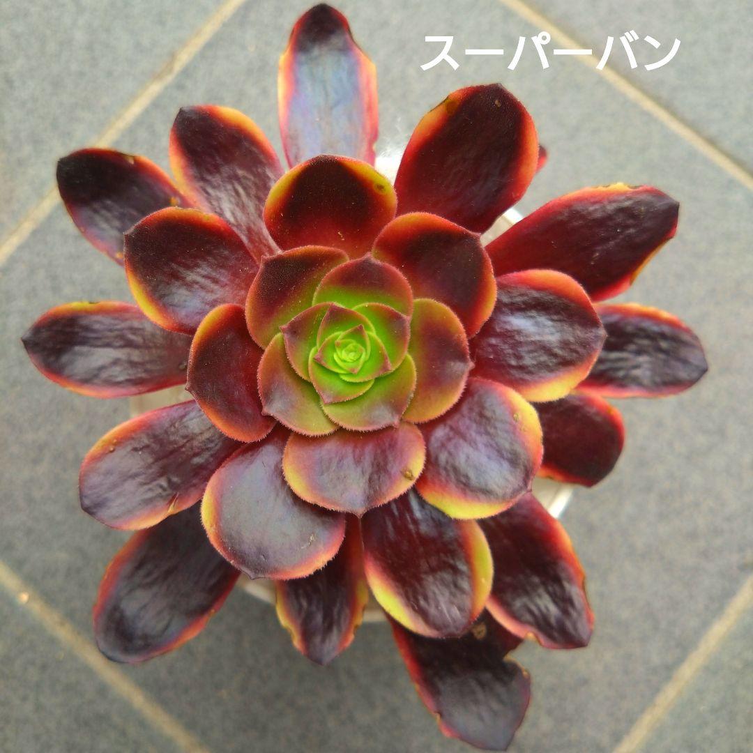 多肉植物アエオニウム