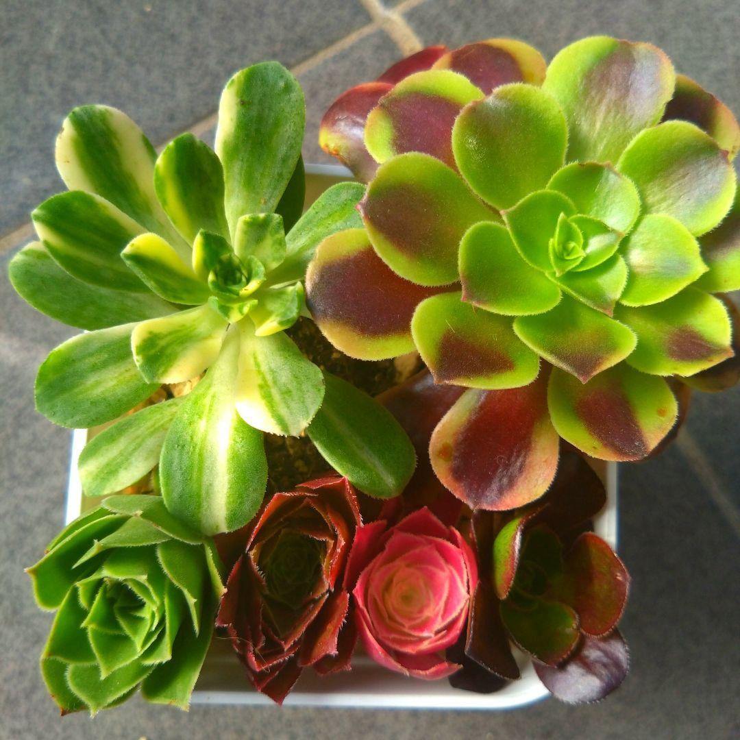 多肉植物アエオニウム