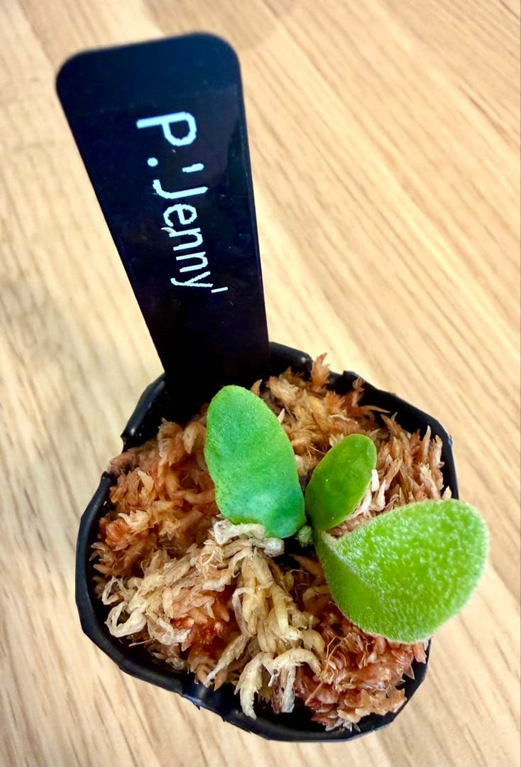 ビカクシダ　セット ジェニー　金童　OMG