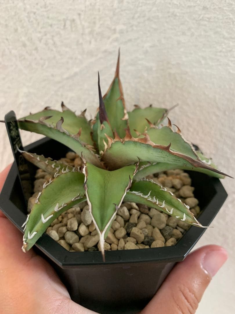 【goodtaniku】GT hybrid キシロ×姫厳竜