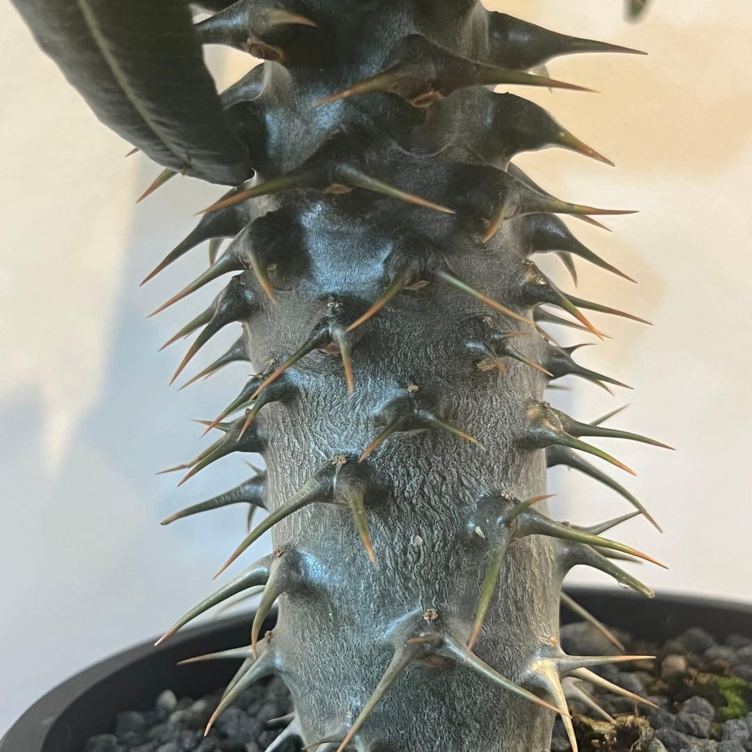 【美株】パキポディウム アンボンゲンセ 国内実生 塊根植物 サボテン