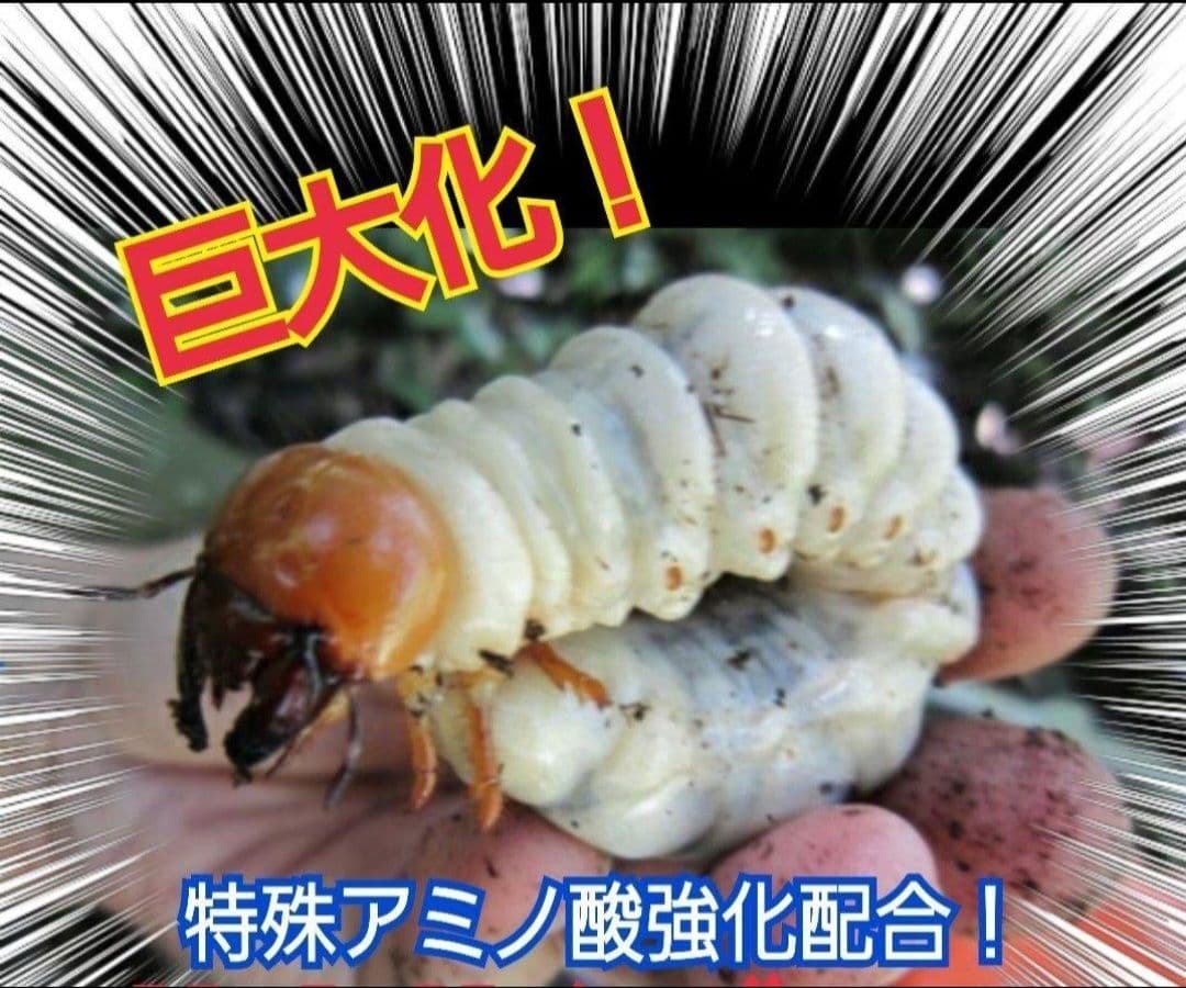 オオヒラタケ菌糸瓶1100ml【８本】特殊アミノ酸強化配合！オオクワガタに抜群！