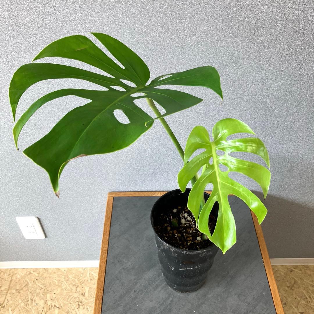 超絶希少❗️モンステラ　デリシオーサ　スケルトン✨