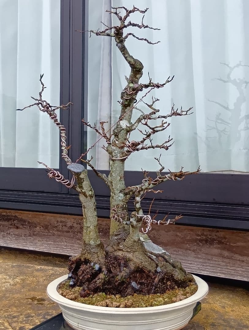 ブナ盆栽枯木 ‼️新年半額セール‼️ 37000円