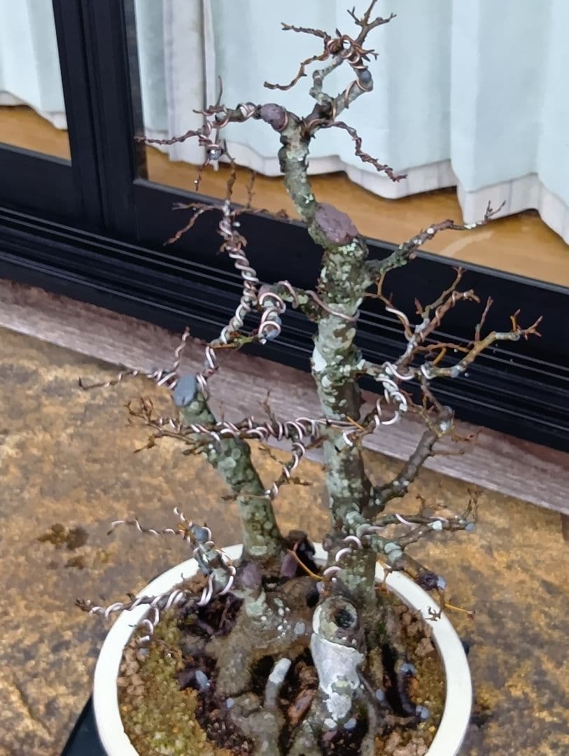 ブナ盆栽枯木 ‼️新年半額セール‼️ 37000円