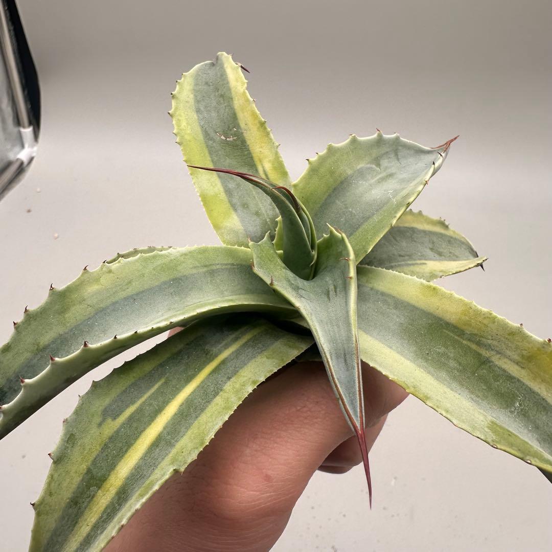 ル*祐様 多肉植物・アガベ・チタノタ　オバティフォリア　オルカ　稀少株 激レア！