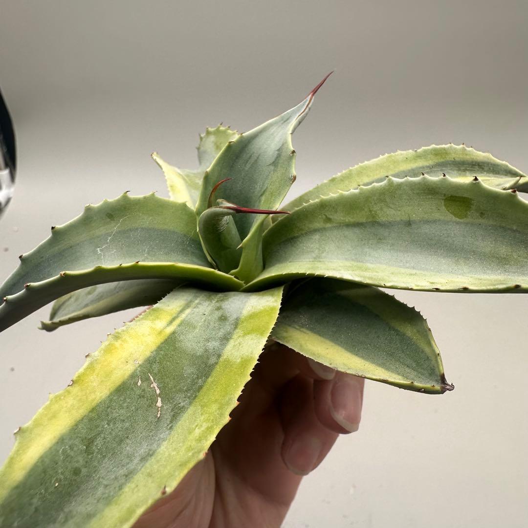 ル*祐様 多肉植物・アガベ・チタノタ　オバティフォリア　オルカ　稀少株 激レア！