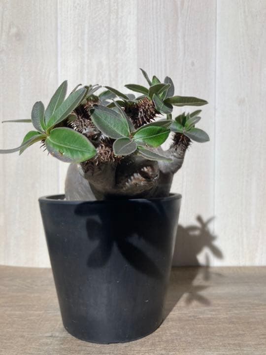 パキポディウム  マカイエンセ　「魔界玉」