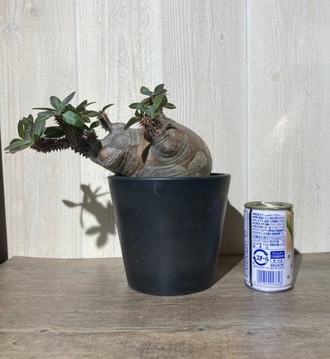 パキポディウム  マカイエンセ　「魔界玉」