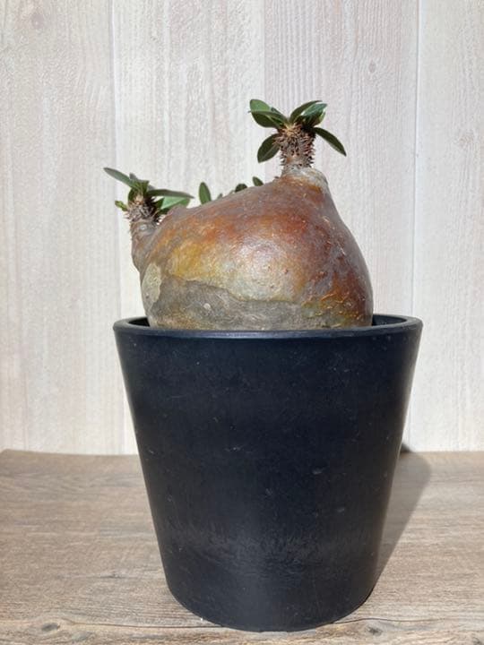 パキポディウム  マカイエンセ　「魔界玉」