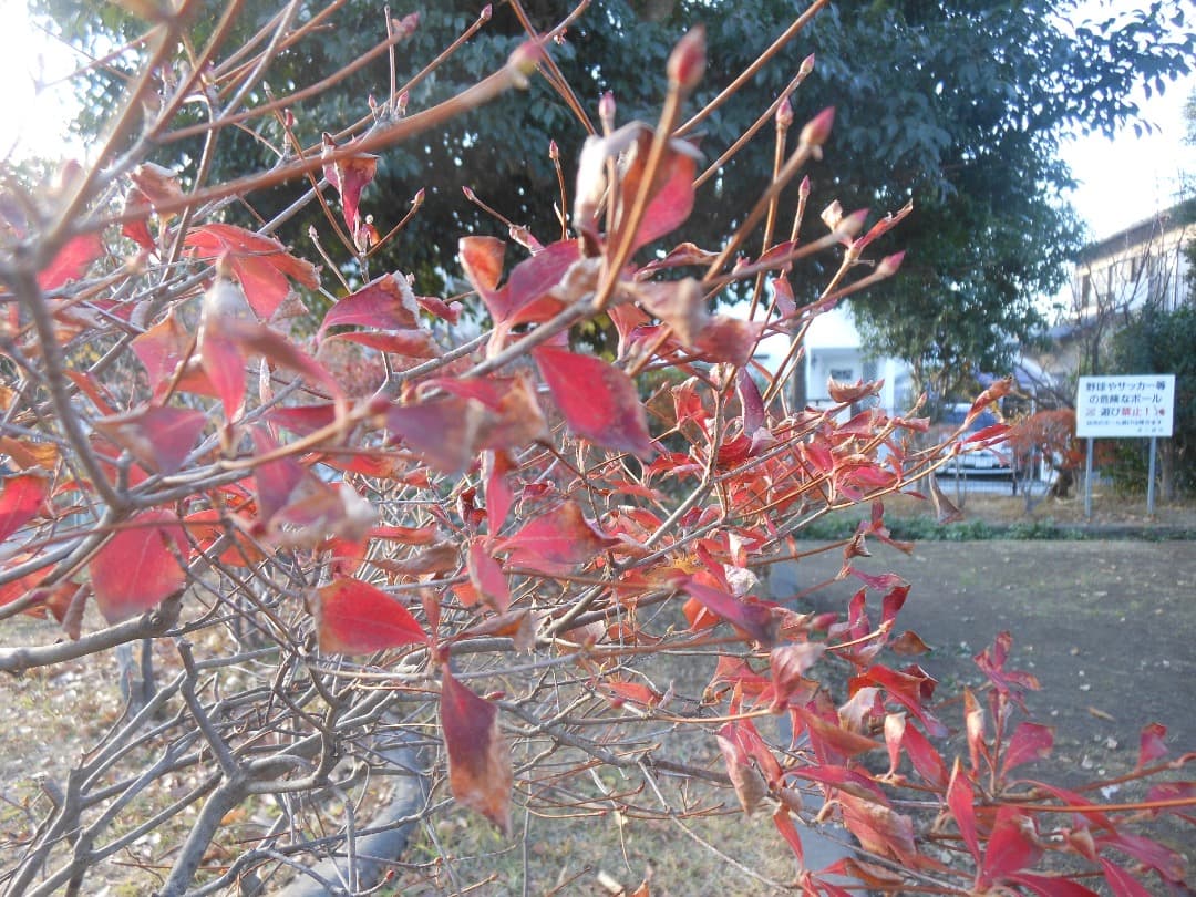 実写美⭕️【動作確認済み】Nikon COOLPIX S6200 デジカメ