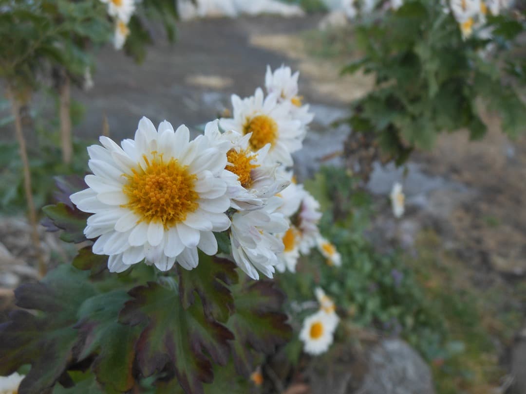 実写美⭕️【動作確認済み】Nikon COOLPIX S6200 デジカメ