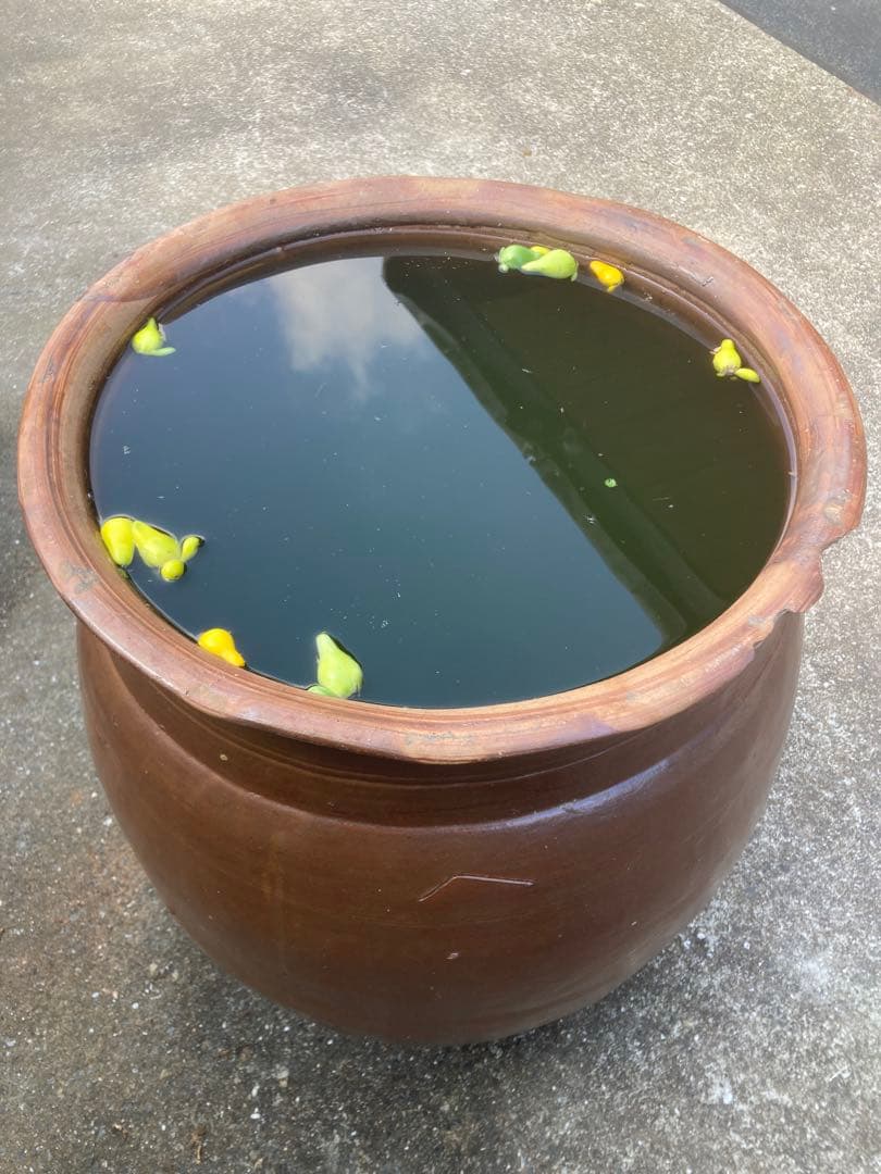 訳あり。大瓶。水瓶 睡蓮鉢。高さ66cm 。口径43cm。 明るい常滑焼風。