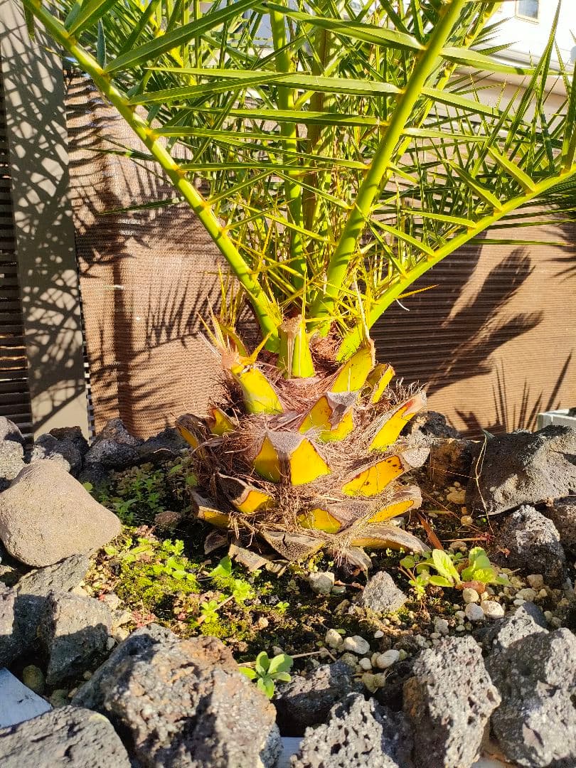 【手渡限定】カナリーヤシ