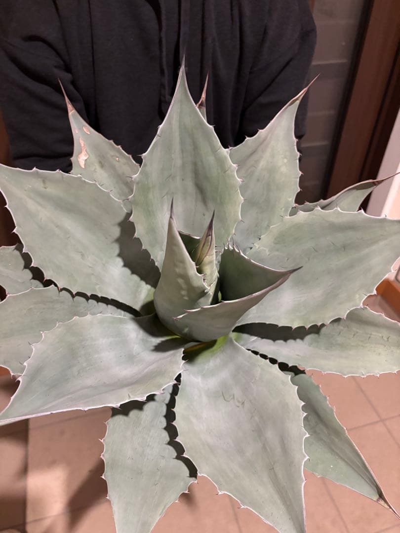 アガベ　オバティフォリア　大株　特価株