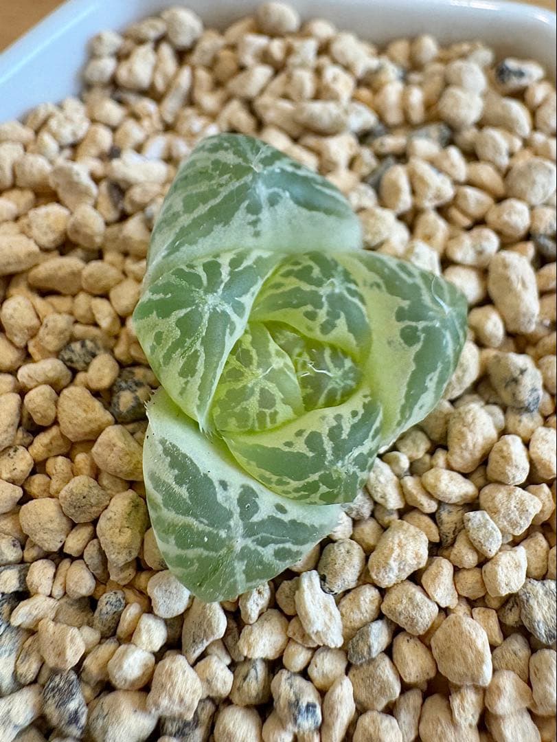 ハオルチア　白銀の露　カキ仔　未発根