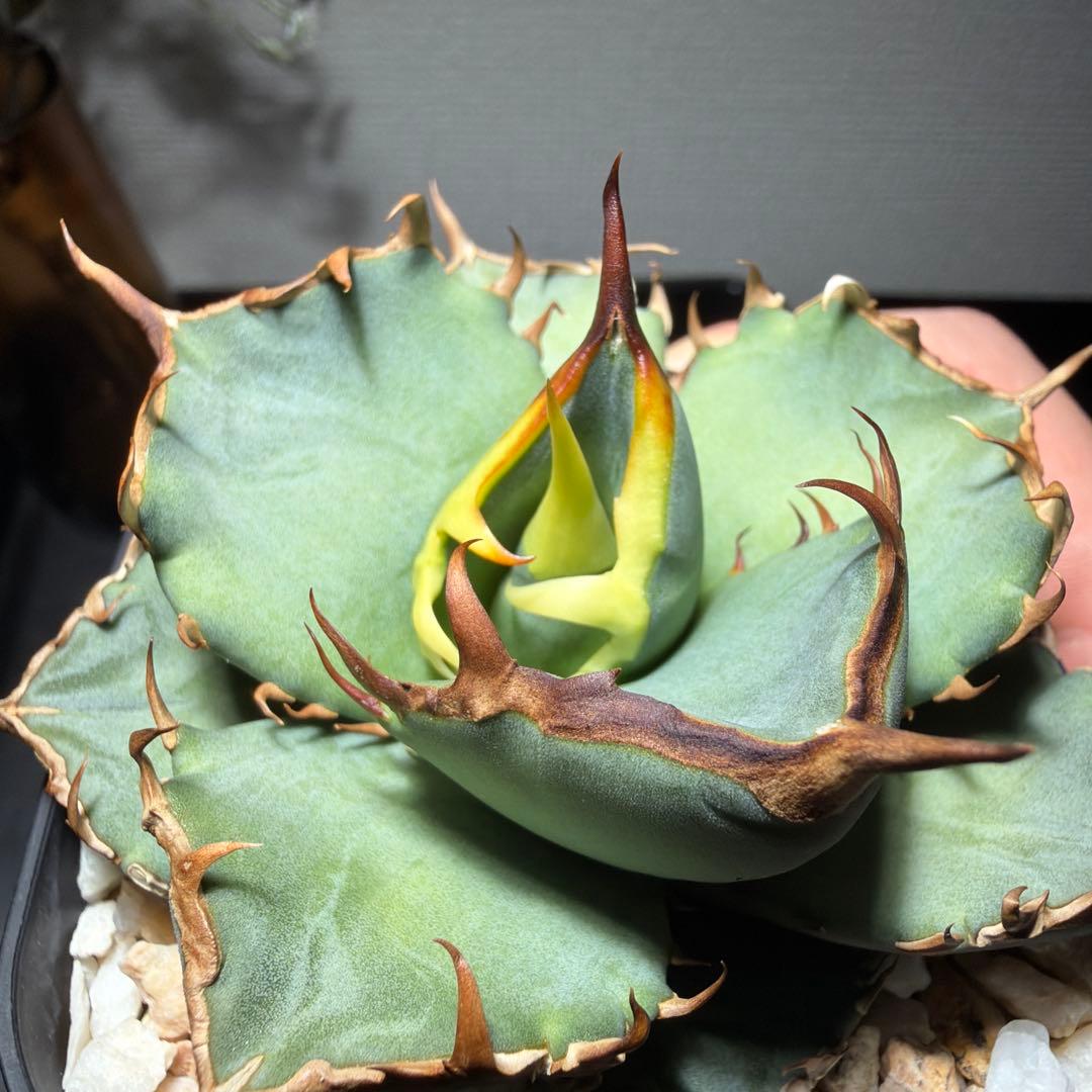 2/5更新　アガベチタノタ　ブルー　実生選抜　阿修羅・鳳凰ぽい雰囲気　発根済み