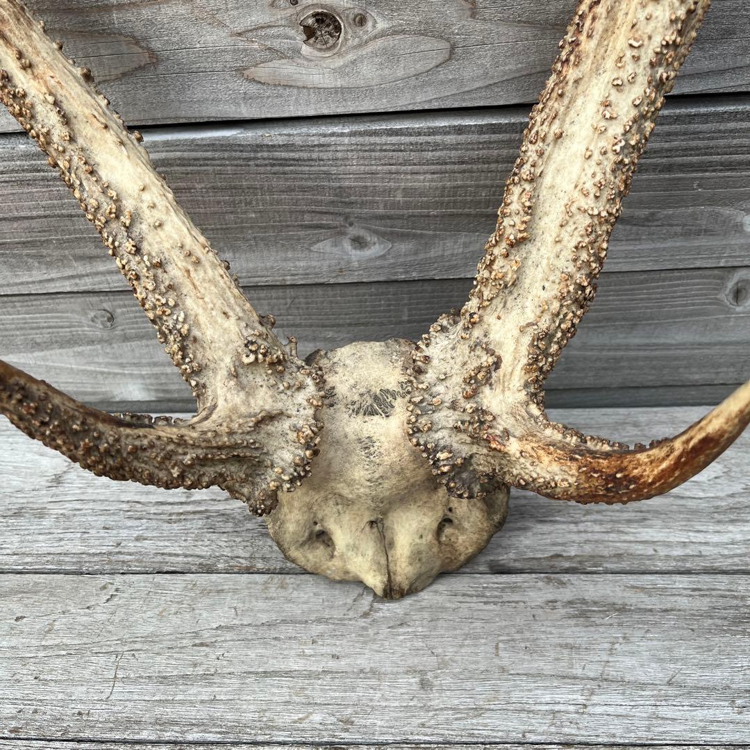 ヴィンテージ鹿ツノ