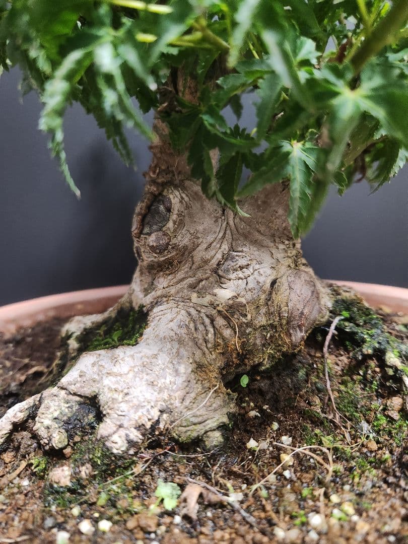 【お年玉価格】獅子頭 シシガシラ 獅子頭紅葉 獅子頭もみじ 盆栽 足元極太 双幹