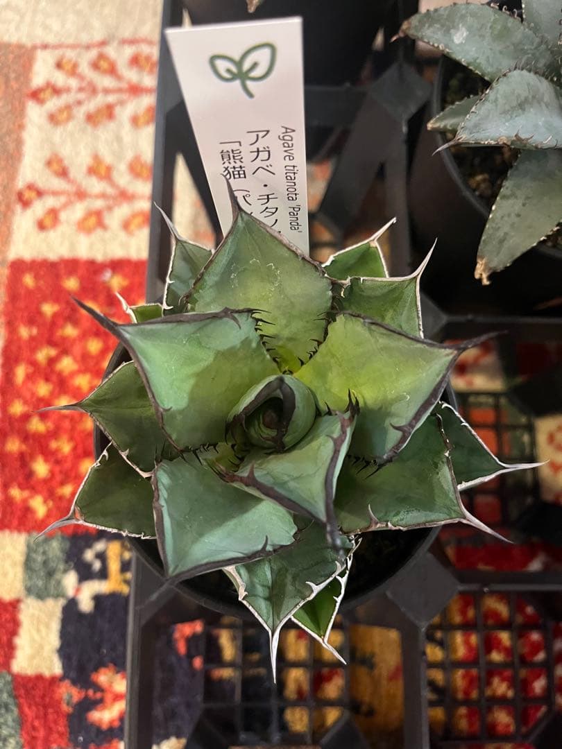 ワン太郎アガベ 9個セット販売 シーザー　パンダ　ライオンズメーン