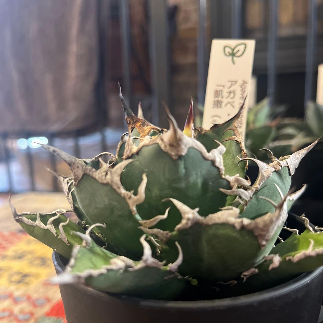 ワン太郎アガベ 9個セット販売 シーザー　パンダ　ライオンズメーン