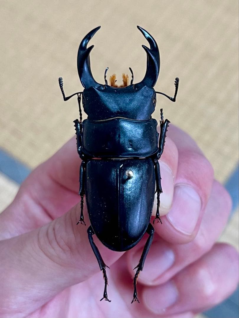 W*a様 オオクワガタ樹液採集個体B品標本3頭セット