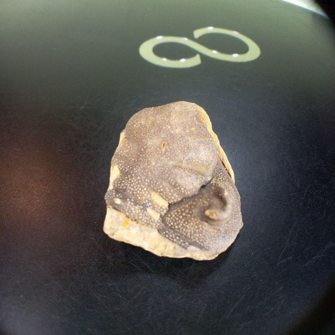 三葉虫　南米産　化石　fossil　ボリビア産　trilobite　南米化石郡⑦
