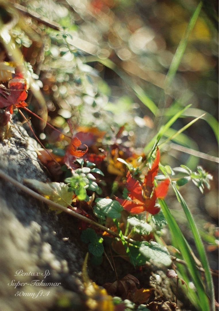 ★作例多数PENTAX SP/S.Takumarf1.4★完動品＊美品＊初期保証